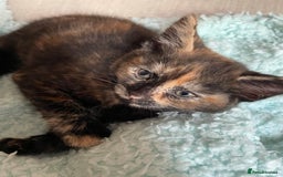 Mixed Breed cats for sale: 5 playful kittens looking for their forever homes  - Image 5