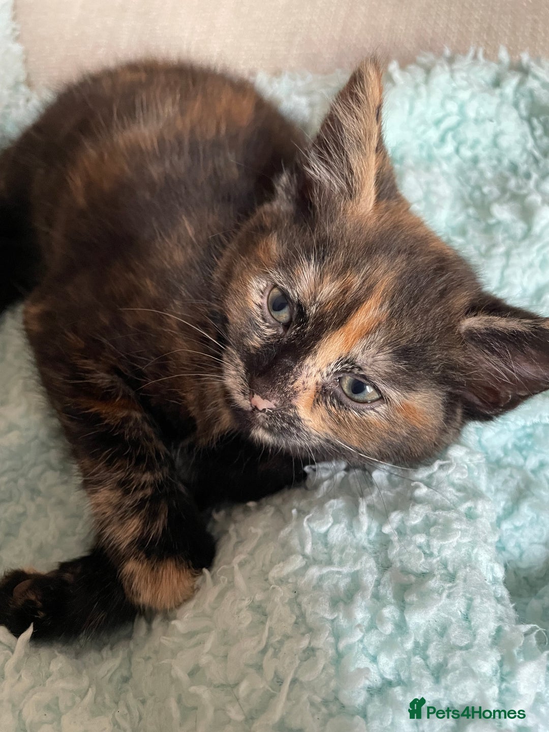 Mixed Breed cats for sale: 5 playful kittens looking for their forever homes  - Image 5