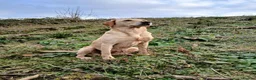 Labrador Retriever dogs for sale: KC reg, DNA tested working Labrador puppies in Wrexham - Advert 4