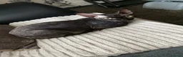Sphynx cats for sale: Beautiful 1-Year-Old Tortoiseshell Sphynx - Advert 2