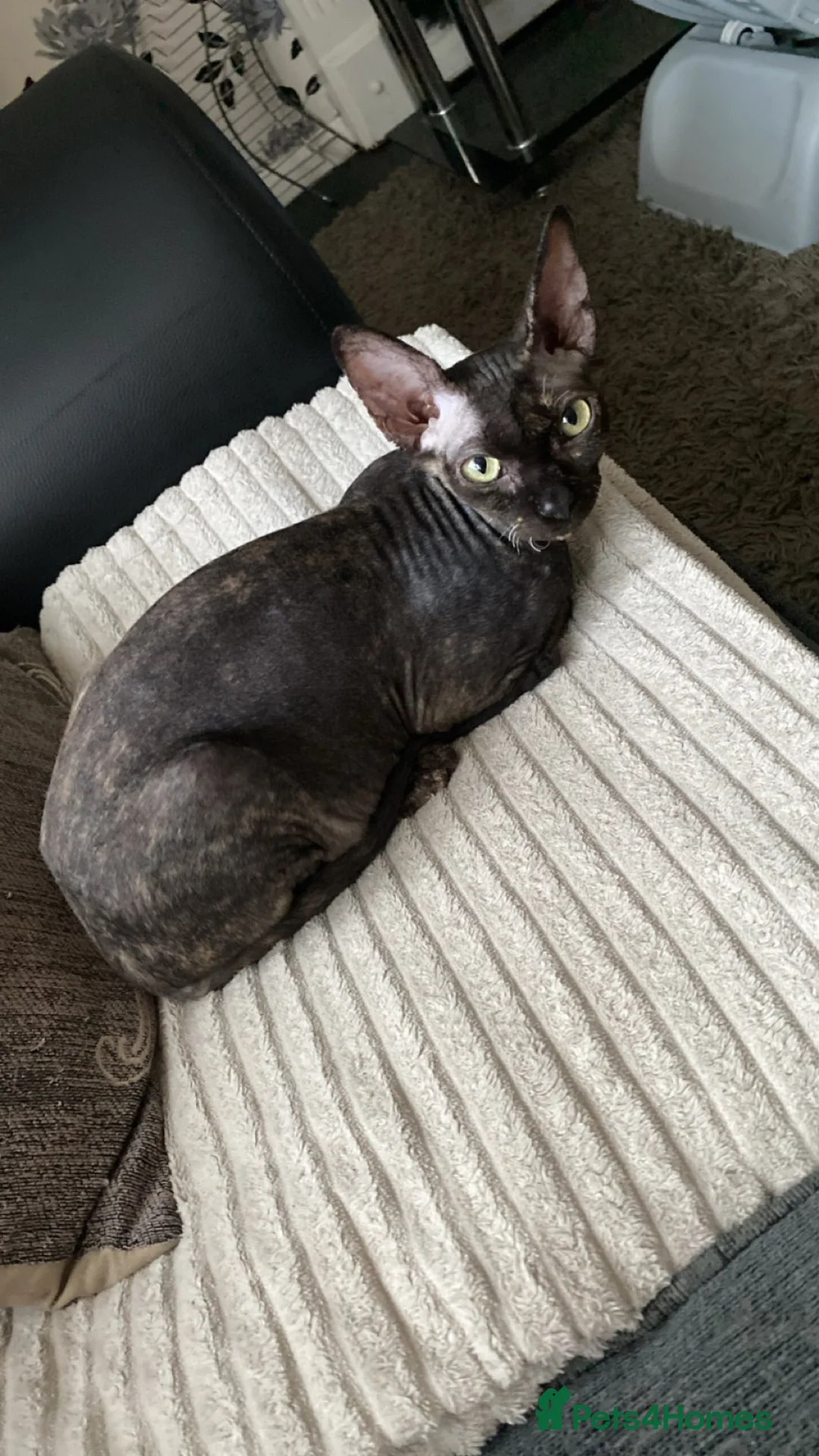 Sphynx cats for sale: Beautiful 1-Year-Old Tortoiseshell Sphynx - Advert 2