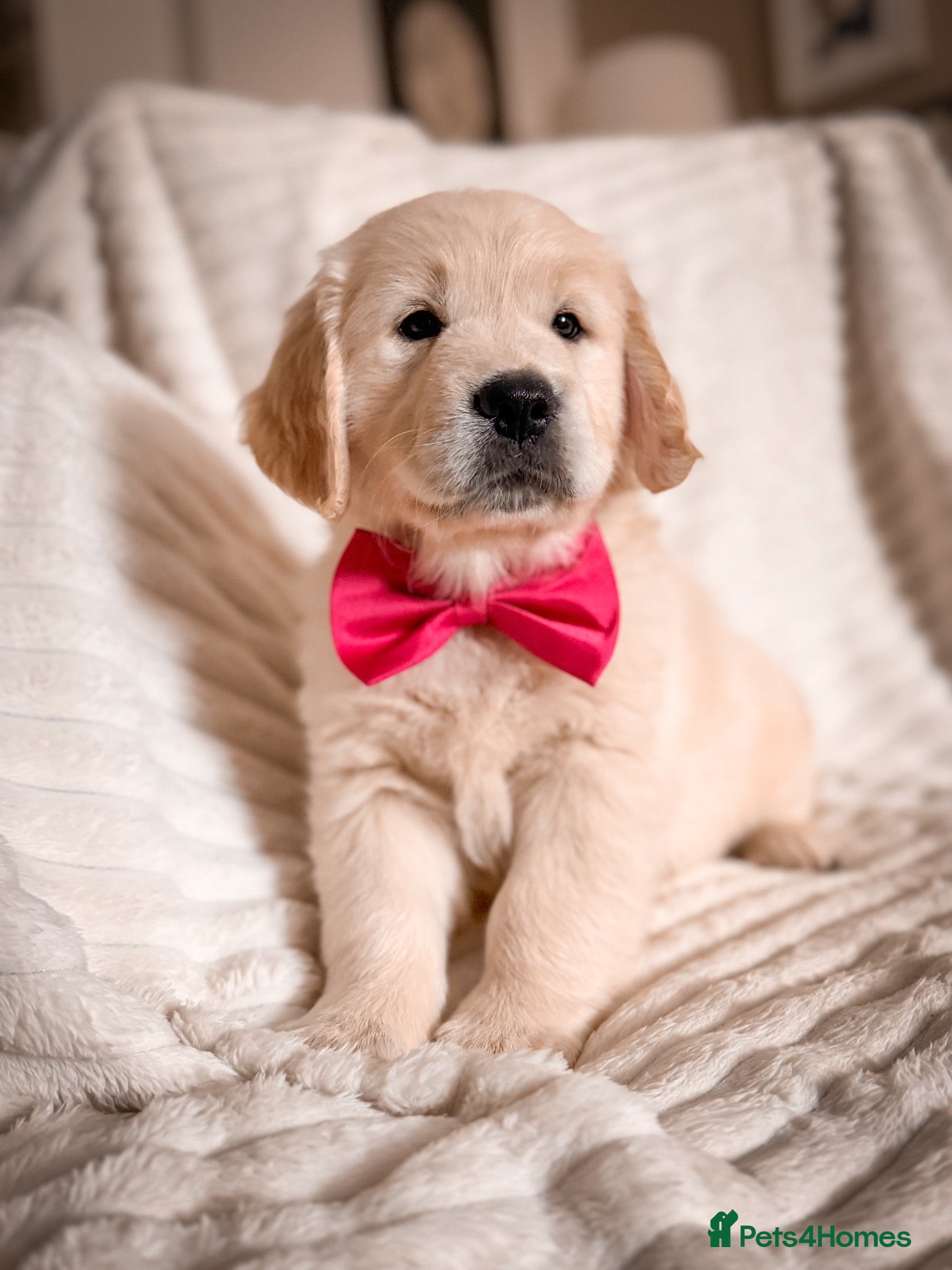 Golden Retriever dogs GOLDEN RETRIEVER PUPS (1 Girl ) 🩷 - Advert 3