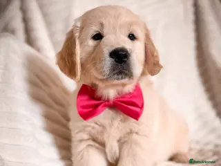 Golden Retriever dogs GOLDEN RETRIEVER PUPS (1 Girl ) 🩷 - Advert 3