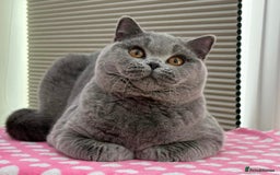 British Shorthair cats for sale: Beautiful Blue Girl - Image 1
