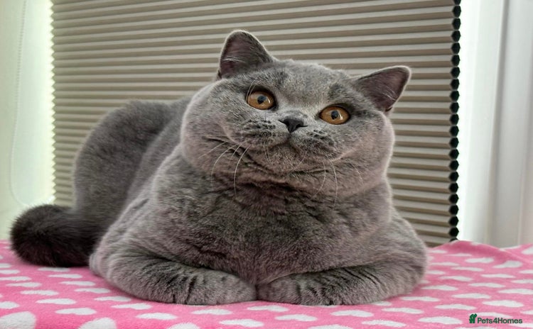 British Shorthair cats - Advert 1