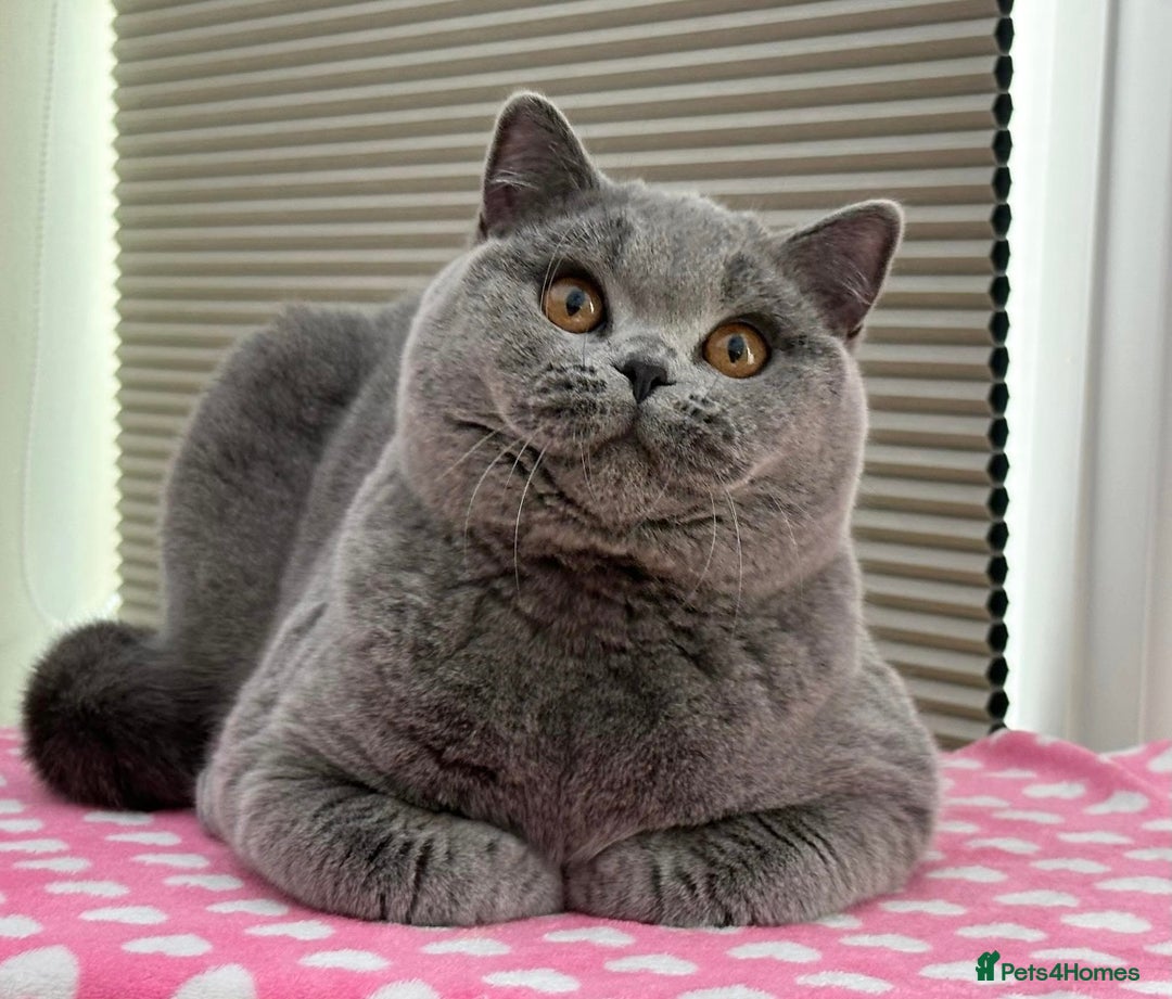British Shorthair cats for sale: Beautiful Blue Girl - Image 1