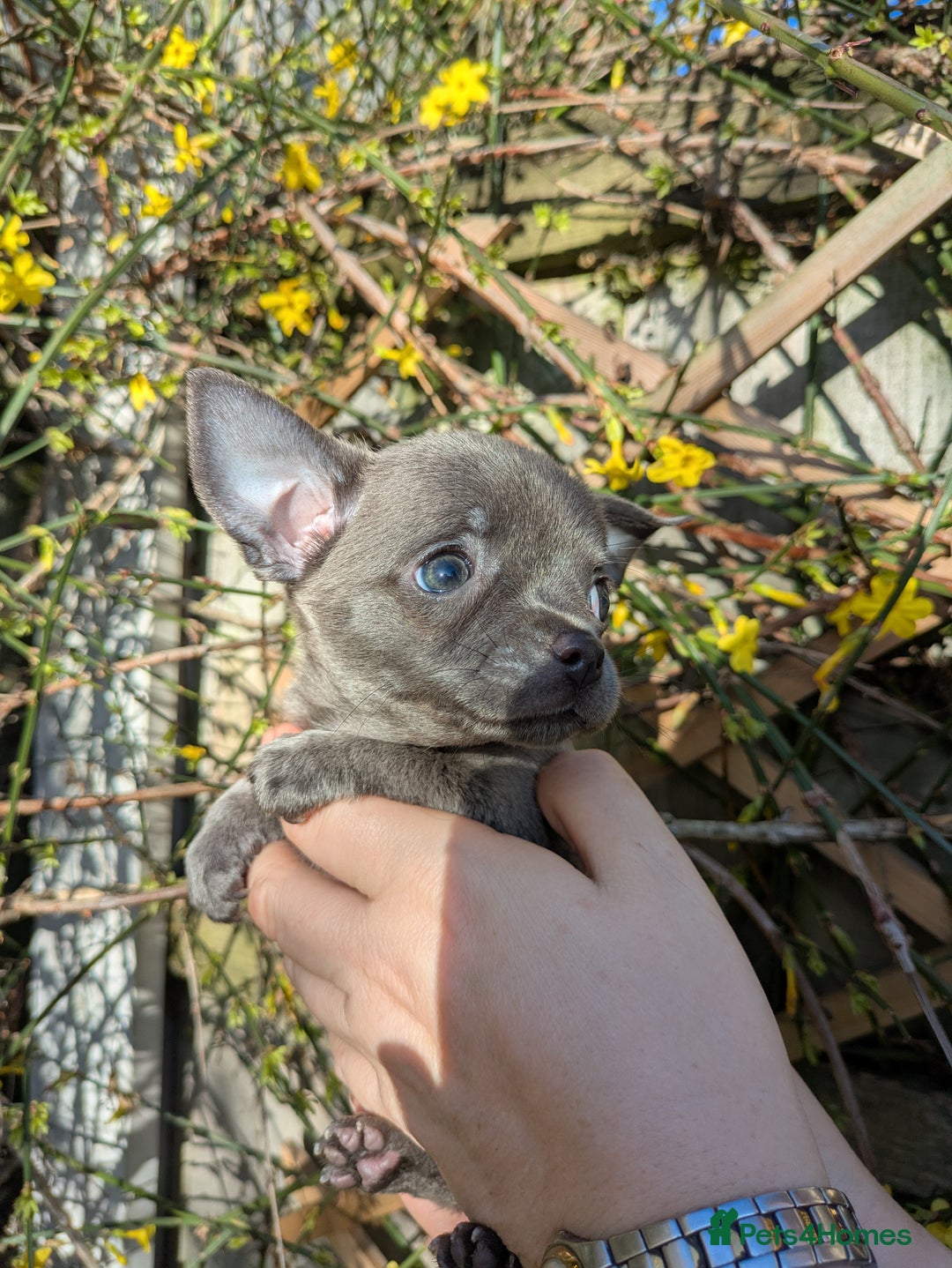 Chihuahua dogs for sale: Rare colour and tiny pedigree Chihuahuas  - Advert 23