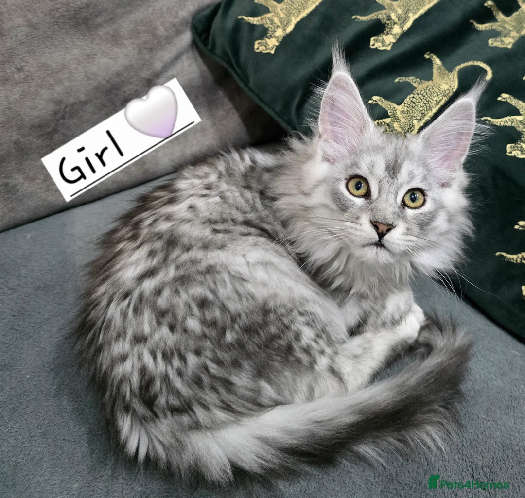 Maine Coon cats for sale: Pedigree TICA Maine Coon kittens READY  - Advert 24