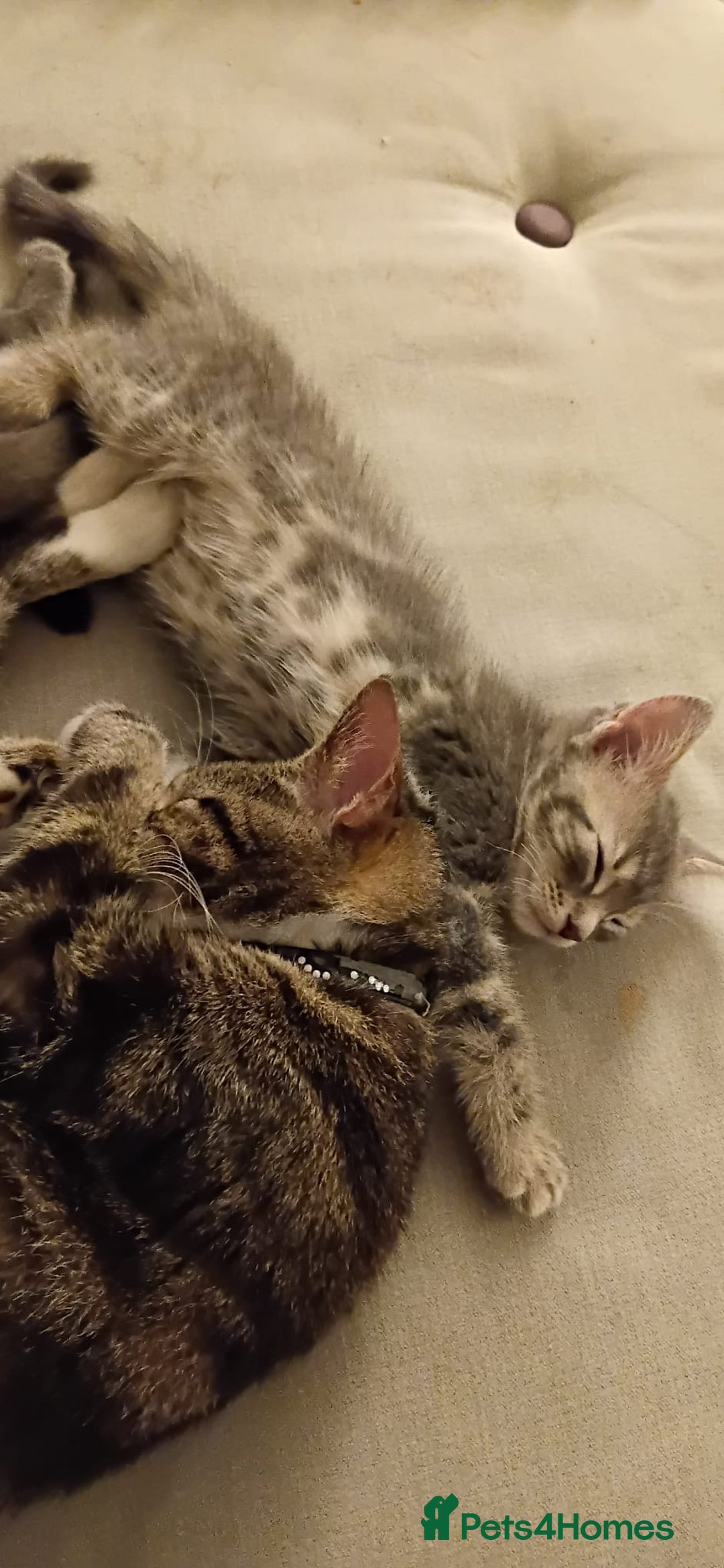 Mixed Breed cats for sale: 3 Blue British shorthair and Mancoon mixed kittens - Advert 9