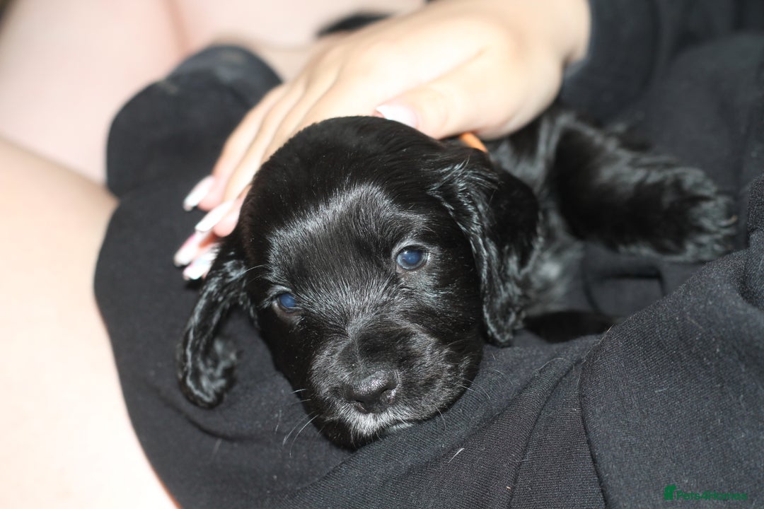 Cocker Spaniel dogs for sale: Cocker spaniels - Image 3