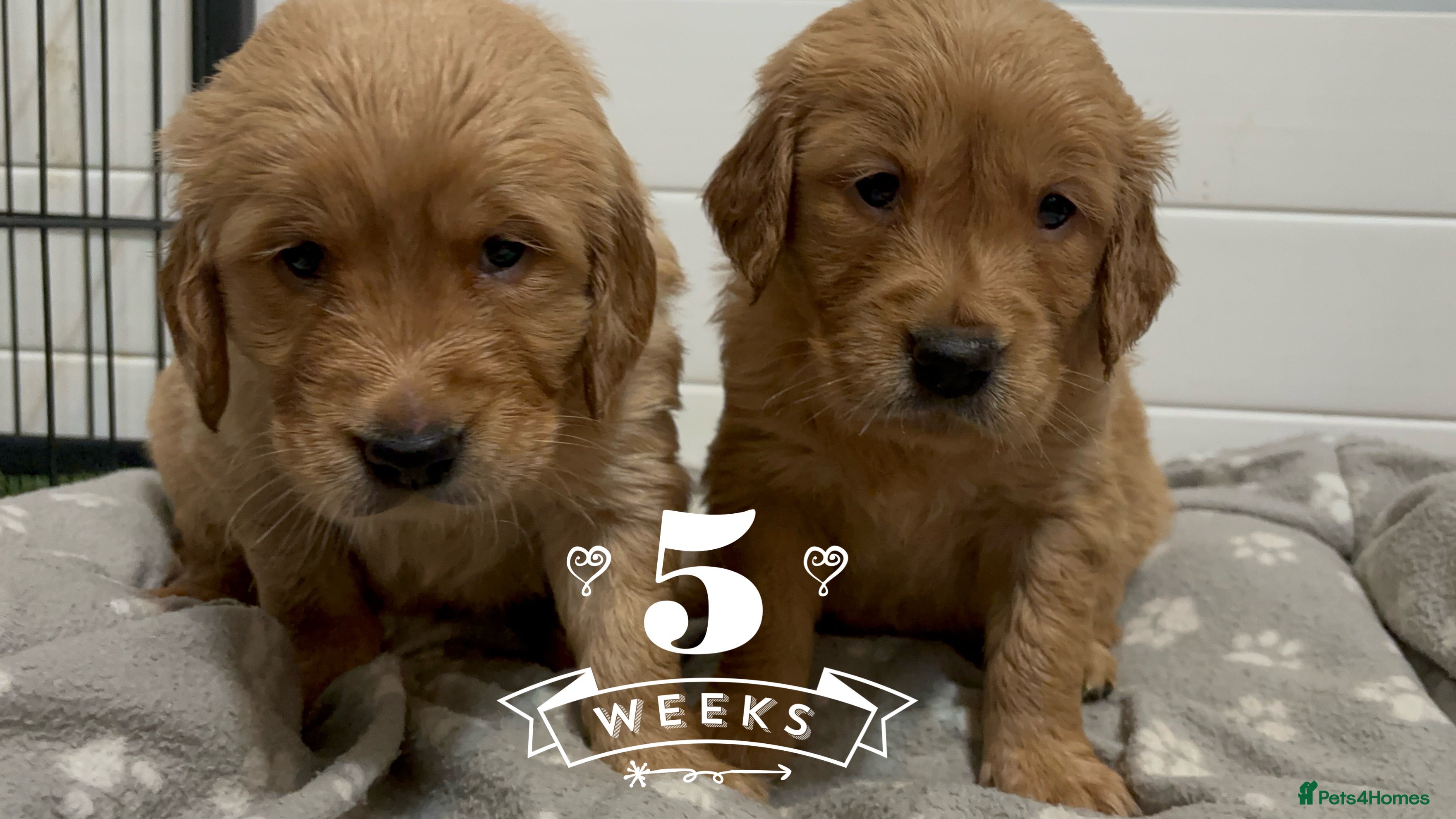 Golden Retriever dogs KC DNA tested gorgeous golden retriever puppies  - Advert 4