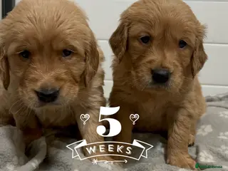Golden Retriever dogs KC DNA tested gorgeous golden retriever puppies - Advert 4