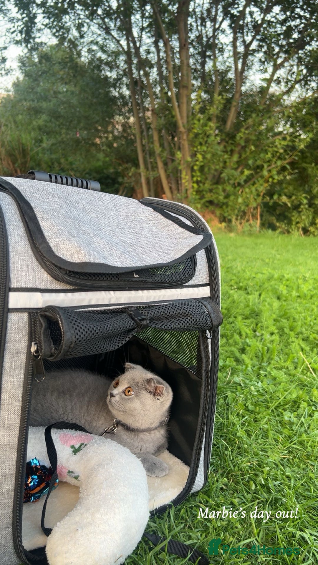 Scottish Fold cats for sale: Spayed/Neutered Scottish fold with everything  - Advert 4