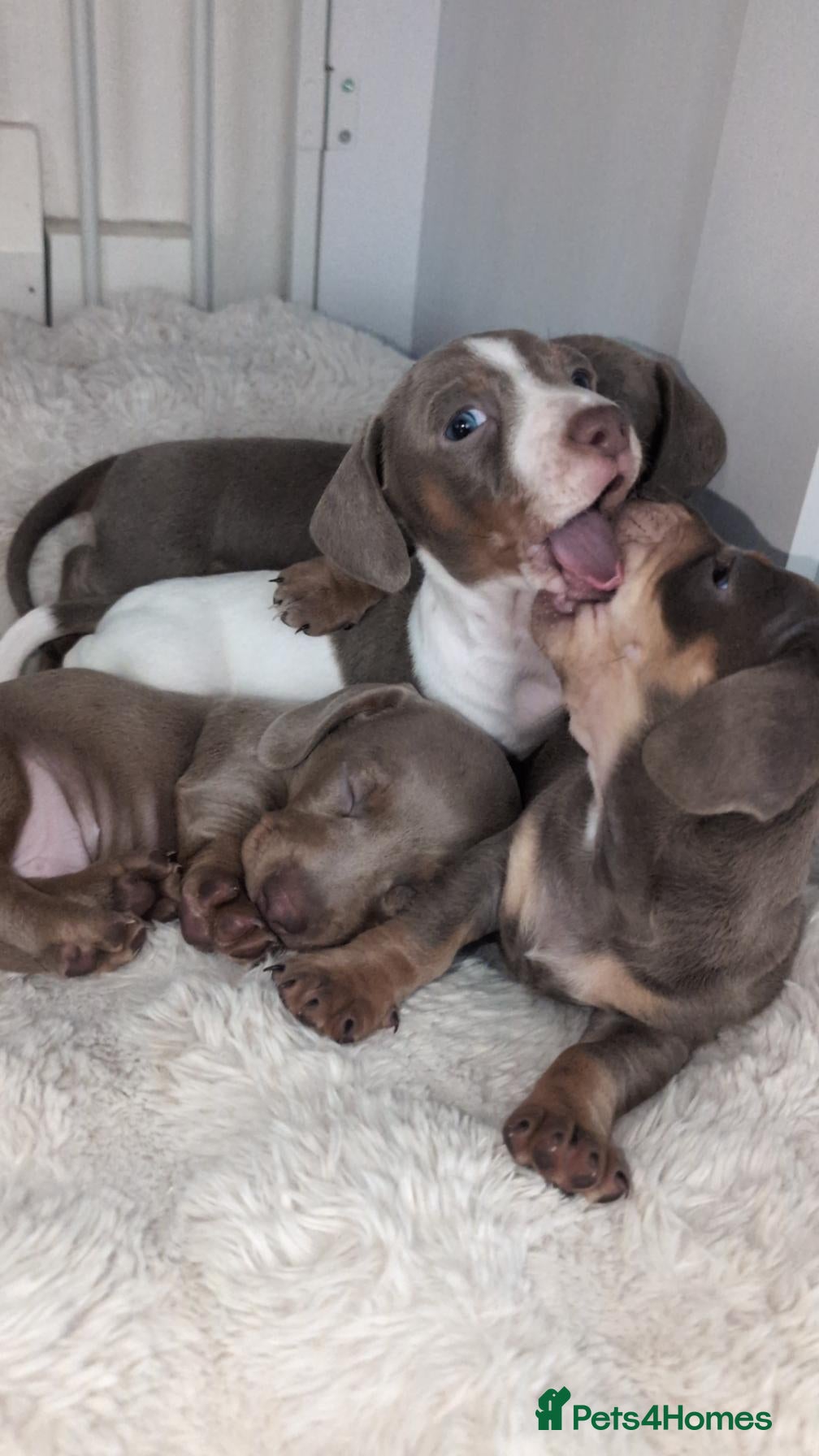 Miniature Dachshund dogs Gorgeous Purebred Miniature Dachshund Puppies - Advert 1