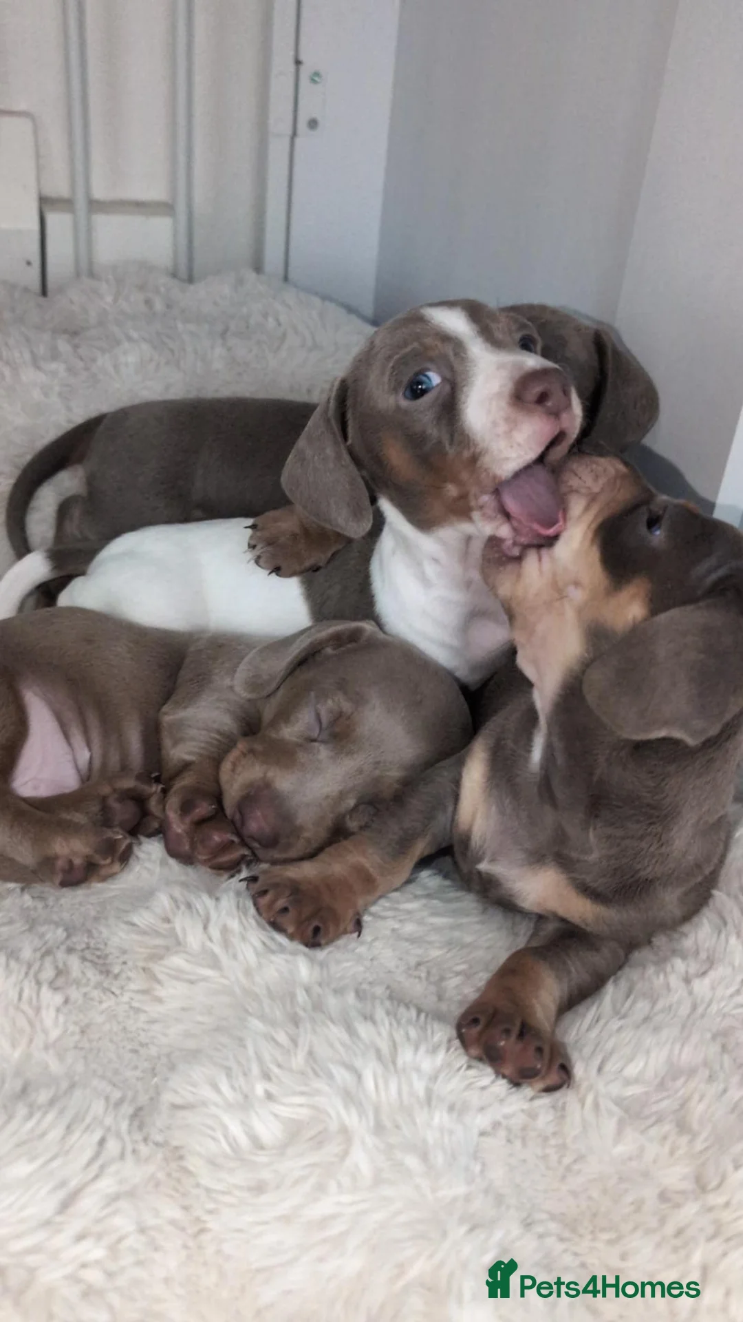 Miniature Dachshund dogs for sale: Gorgeous Purebred Miniature Dachshund Puppies - Advert 1