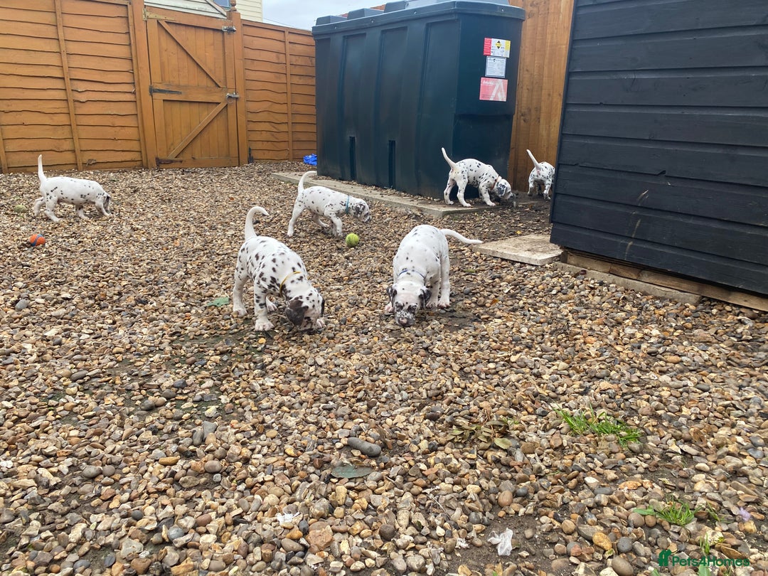 Dalmatian dogs for sale: Top quality show type Dalmatian pups 🐶  - Image 19