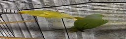 Ringnecks birds for sale: Male and female ringneck with cage - Advert 1