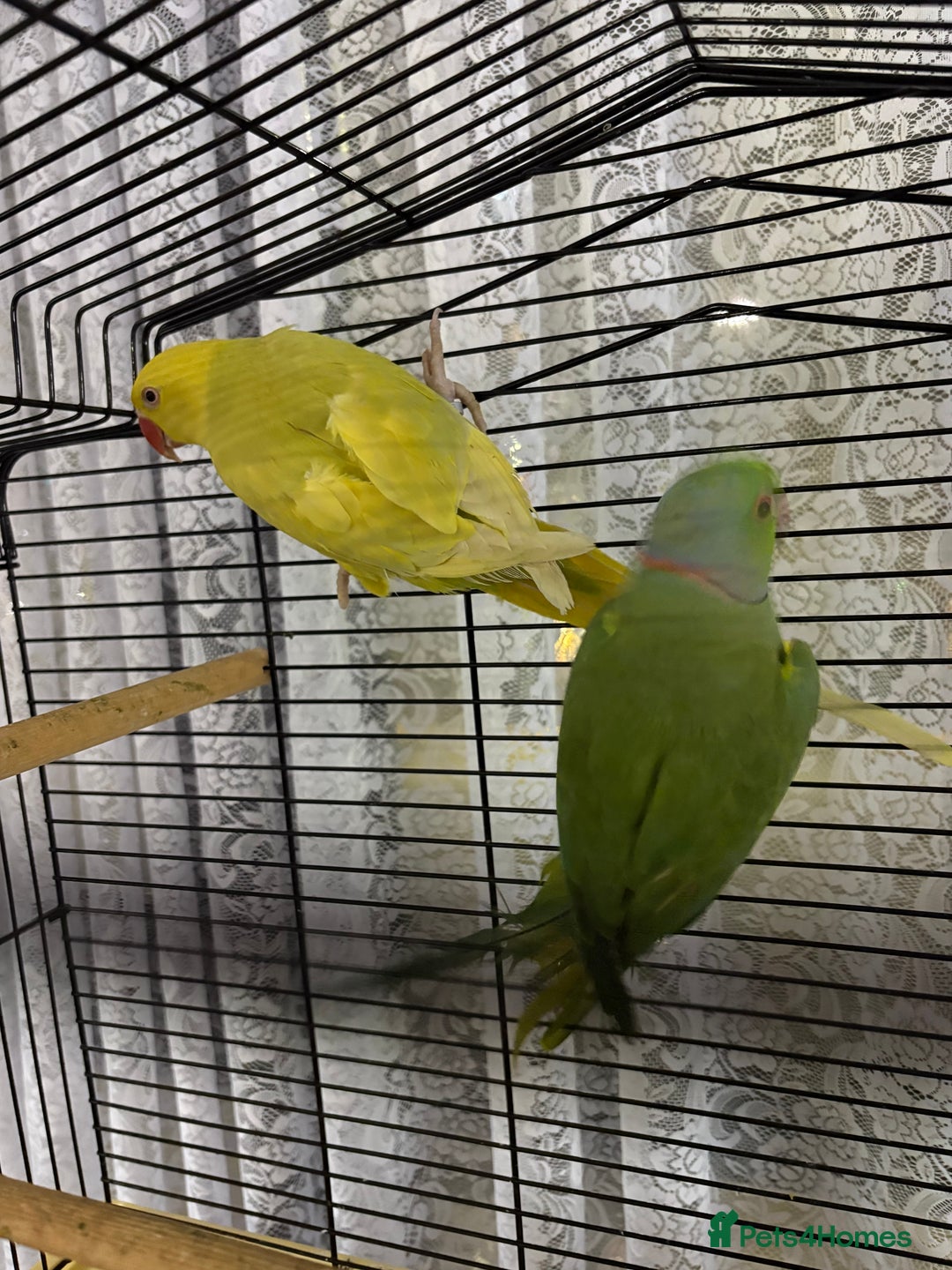 Ringnecks birds for sale: Male and female ringneck with cage - Advert 1