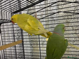 Ringnecks birds Male and female ringneck with cage both in - Advert 2