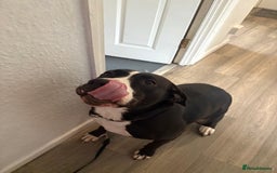 Mixed Breed dogs for sale: Panda 🐼  - Image 1