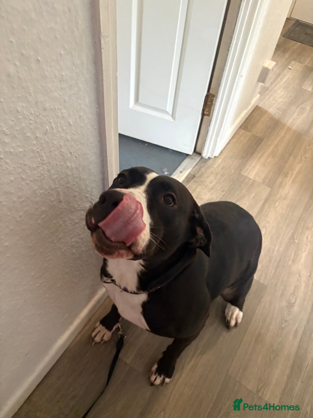 Mixed Breed dogs for sale: Panda 🐼  - Image 1