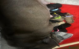 French Bulldog dogs for sale: French Bulldogs Ready to Leave  - Image 15