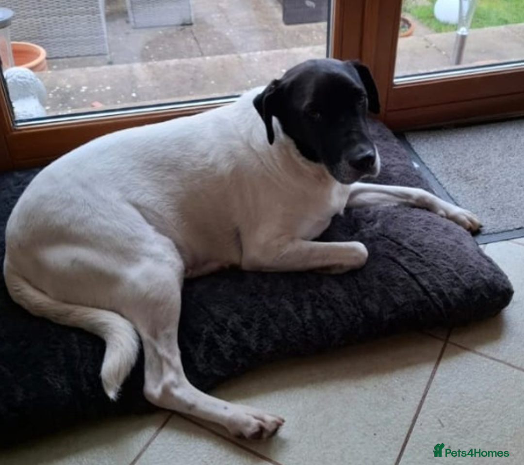 Pointer dogs for adoption: Flynn - Loyal boy seeks 3rd (and final) home! - Image 5