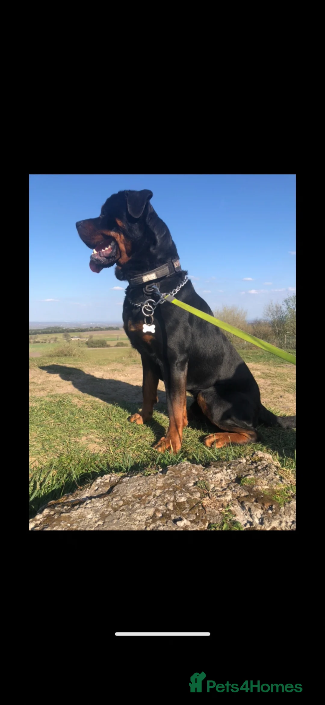 Rottweiler dogs for sale: Beautiful Rottwiler to be rehomed!  - Advert 2
