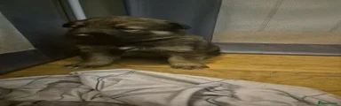Mixed Breed 2