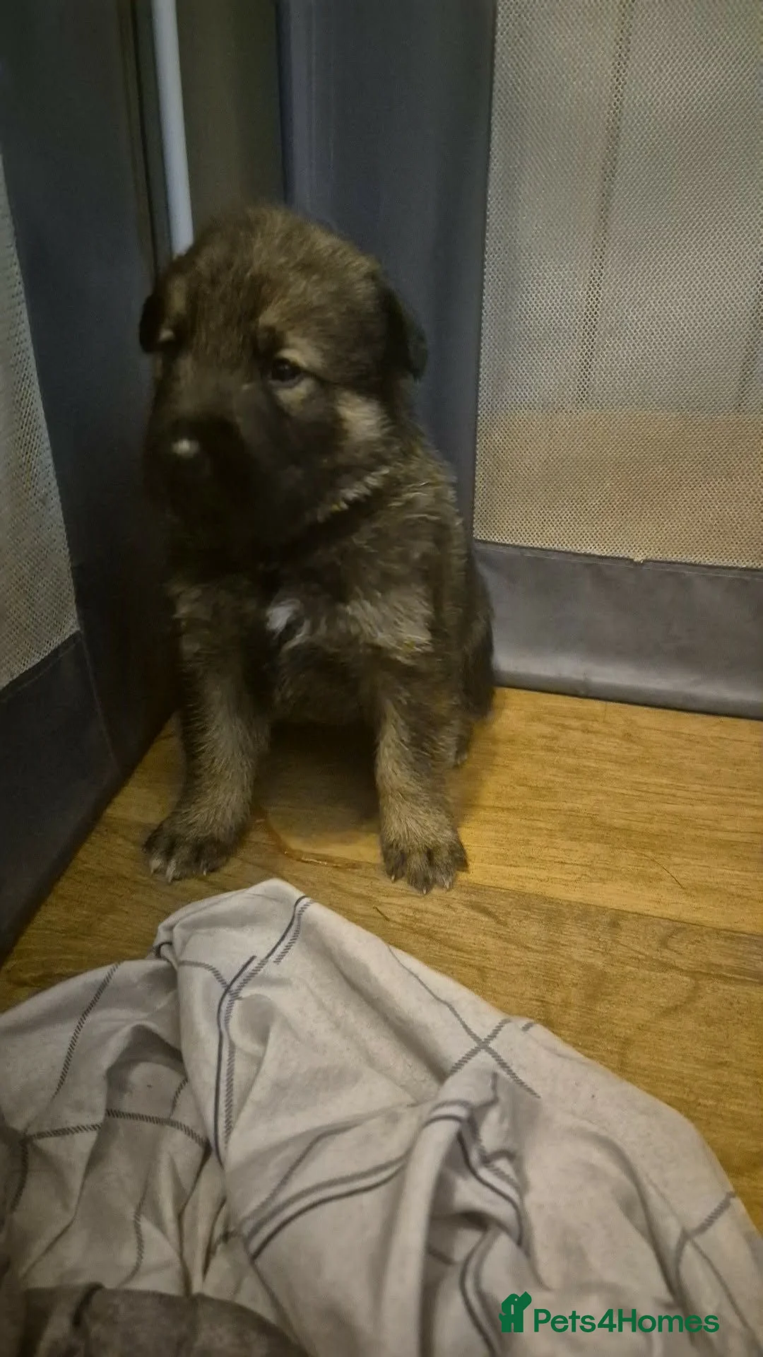 Mixed Breed dogs for sale: 2 female pups left wolfdog x german shepherd h - Advert 2