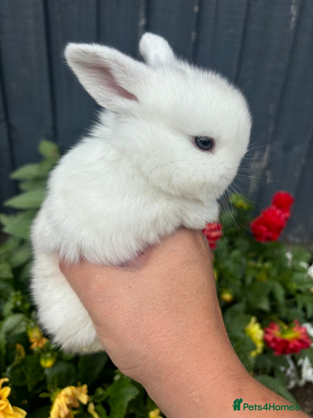 Mini Lop rabbits for sale: 3 beautiful baby rabbits  - Image 3
