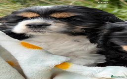 American Cocker Spaniel dogs for sale: Stunning American cocker spaniel puppies  - Image 9