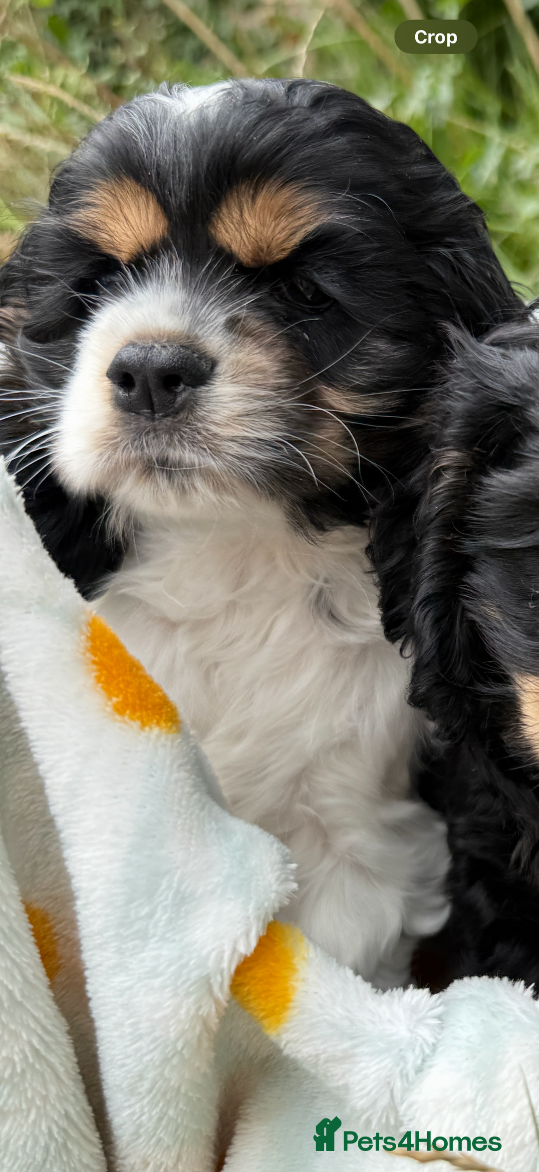 American Cocker Spaniel dogs for sale: Stunning American cocker spaniel puppies  - Image 9