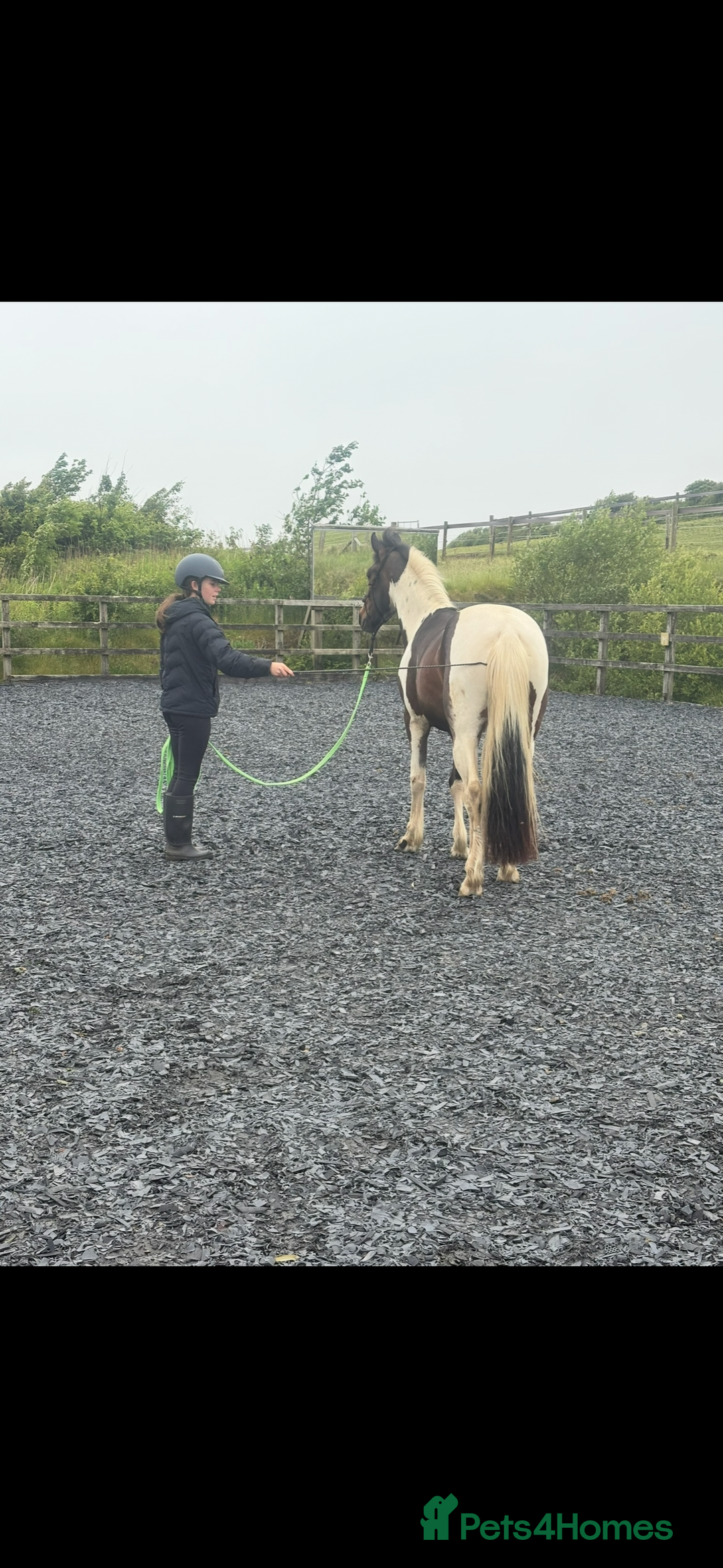 Appaloosa horses for sale: Rodney 14.1/2 2 Year old gelding Appaloosa X Cob - Advert 8