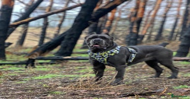 Cane Corso dogs Stunning CaneCorso puppies Available  - Advert 4