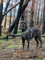Cane Corso dogs Stunning CaneCorso puppies Available - Advert 2