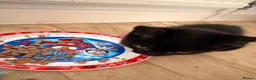 Domestic Shorthair cats for sale: 2 Female kittens for sale in ELY - Advert 11