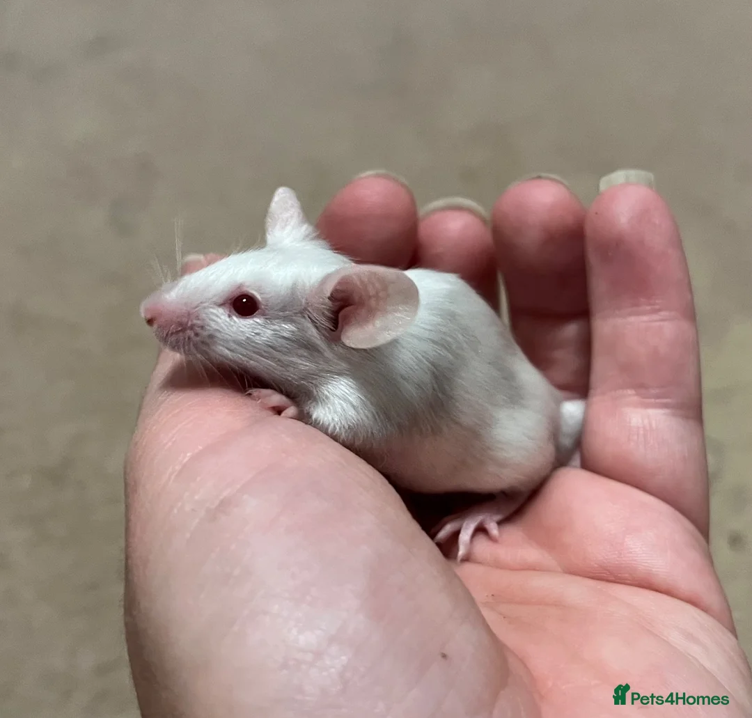 Mouse rodents for sale: Friendly Male Fancy Mice - Advert 2