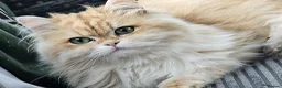 British Longhair cats for sale: British Longhaired Cats and Scottish Fold Cats in London - Advert 8