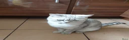 Scottish Fold cats for sale: Pure bred Scottish fold - Advert 10