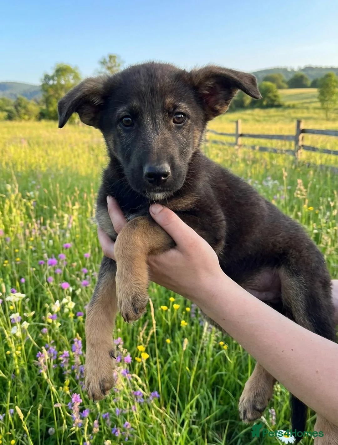 Belgian Shepherd Dog dogs for sale: Belgium malino - Advert 2