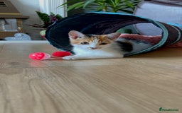 Domestic Shorthair cats for sale: Female Calico - Image 8