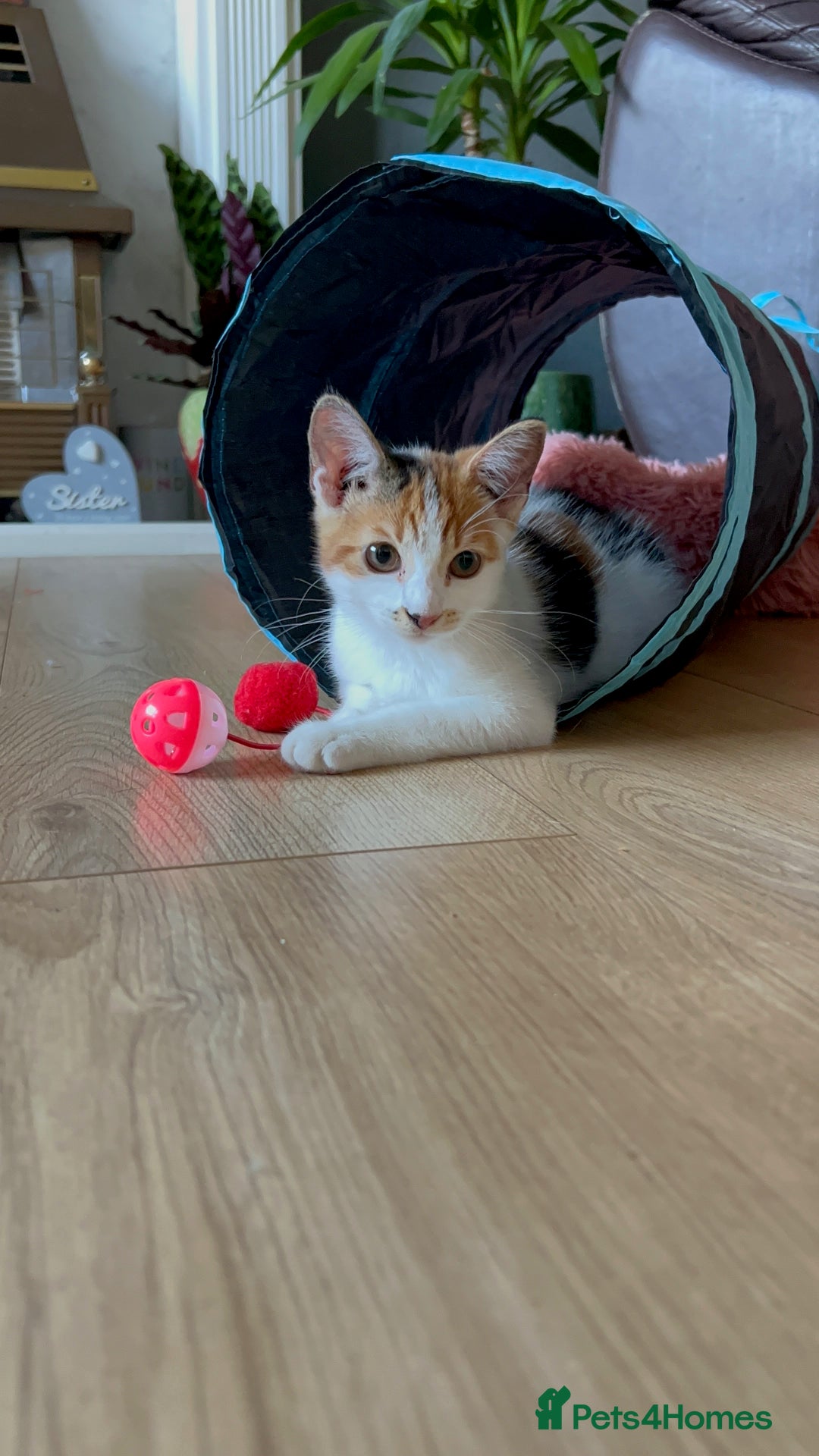 Domestic Shorthair cats for sale: Female Calico - Image 8