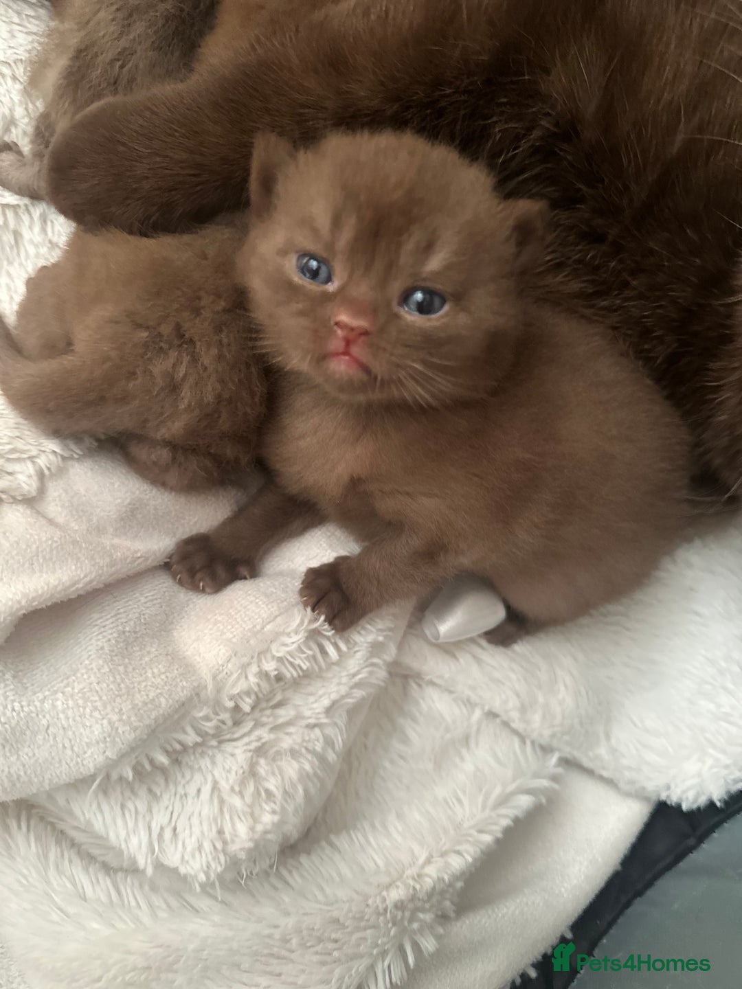 British Shorthair cats for sale: Chocolate brown British shorthair kittens  - Image 2