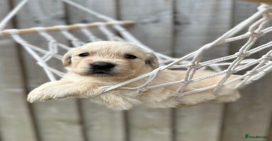 Golden Retriever dogs - Advert 2