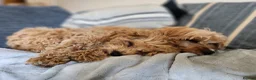 Cavapoo dogs for stud: Stunning & Gentle F1 Cavapoo Available for Stud in Salford - Advert 9