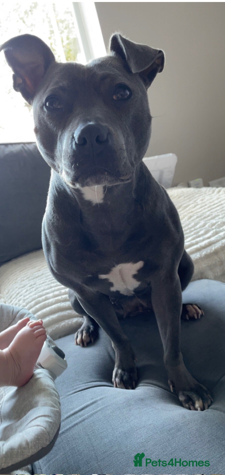 Staffordshire Bull Terrier dogs 9 gorgeous blue Staffordshire bull terrier  - Advert 2