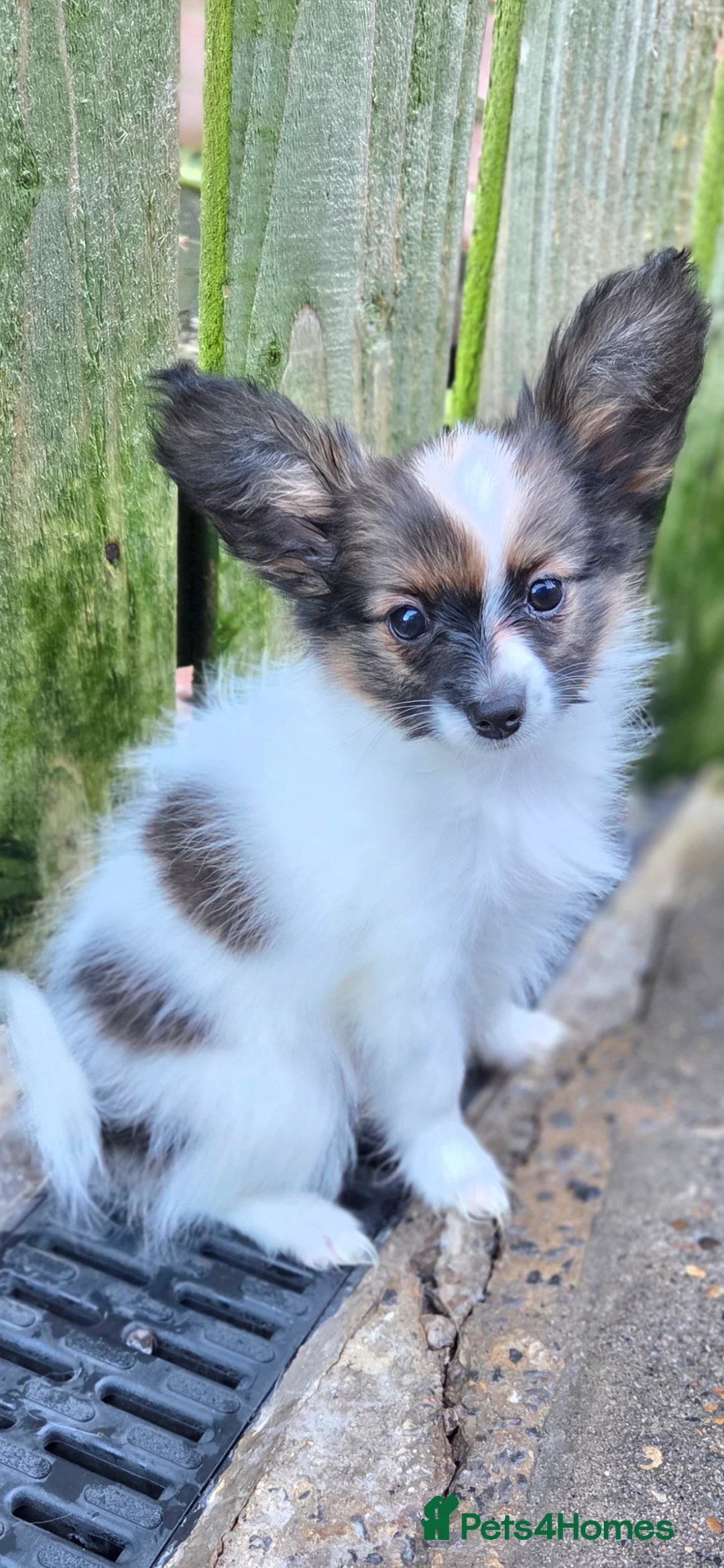 Papillon dogs for sale: Papillon puppy girls - Advert 7