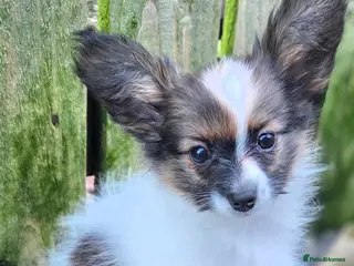 Papillon dogs Papillon puppy girls - Advert 1