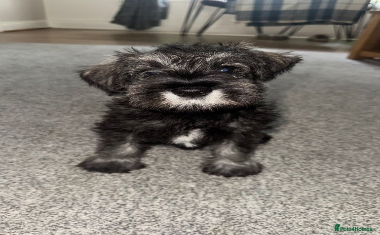 Miniature Schnauzer dogs - Advert 2